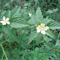 Malvastrum coromandelianum (L.) Garcke